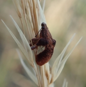 Gonipterus pulverulentus at Holt, ACT - 16 Jan 2021