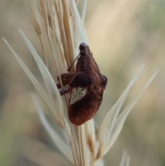 Gonipterus pulverulentus (Eucalyptus weevil) at Holt, ACT - 15 Jan 2021 by CathB