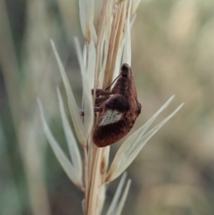 Gonipterus pulverulentus at Holt, ACT - 16 Jan 2021