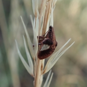 Gonipterus pulverulentus at Holt, ACT - 16 Jan 2021