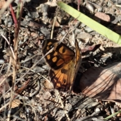 Geitoneura klugii (Marbled Xenica) at Cook, ACT - 16 Jan 2021 by CathB