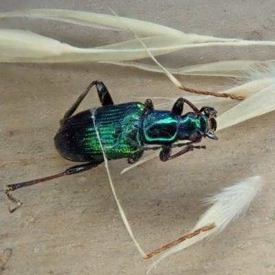 Lepturidea viridis (Green comb-clawed beetle) at Mount Painter - 16 Jan 2021 by CathB