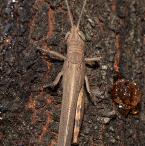 Pardillana limbata at Holt, ACT - 21 Jan 2021 10:52 AM