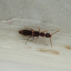 Staphylinidae (family) (Rove beetle) at Cook, ACT - 18 Jan 2021 by CathB