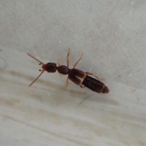 Staphylinidae (family) at Cook, ACT - 18 Jan 2021