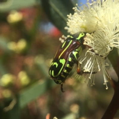 Eupoecila australasiae (Fiddler Beetle) at Downer, ACT - 21 Jan 2021 by PeterA