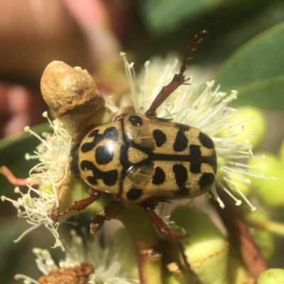 Neorrhina punctata (Spotted flower chafer) at ANBG - 21 Jan 2021 by PeterA