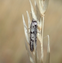 Oecophoridae (family) (Unidentified Oecophorid concealer moth) at Mount Painter - 20 Jan 2021 by CathB