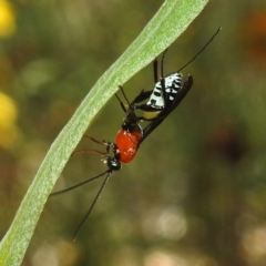 Braconidae sp. (family) (Unidentified braconid wasp) at Acton, ACT - 21 Jan 2021 by HelenCross