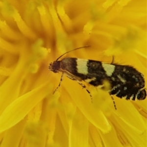 Glyphipterix chrysoplanetis at Cook, ACT - 15 Jan 2021