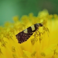 Glyphipterix chrysoplanetis at Cook, ACT - 15 Jan 2021