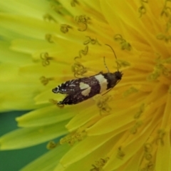 Glyphipterix chrysoplanetis at Cook, ACT - 15 Jan 2021
