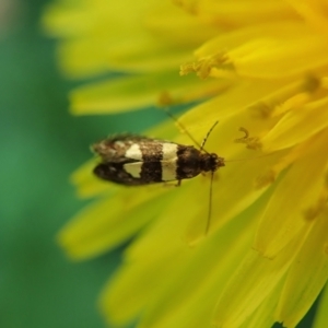 Glyphipterix chrysoplanetis at Cook, ACT - 15 Jan 2021