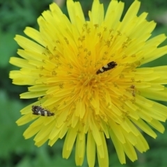 Glyphipterix chrysoplanetis at Cook, ACT - 15 Jan 2021