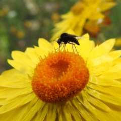 Geron sp. (genus) (Slender Bee Fly) at Acton, ACT - 21 Jan 2021 by HelenCross