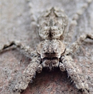 Pediana sp. (genus) at Cook, ACT - 20 Jan 2021