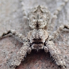 Pediana sp. (genus) (A huntsman spider) at Mount Painter - 20 Jan 2021 by CathB