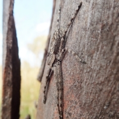 Pediana sp. (genus) at Cook, ACT - 20 Jan 2021