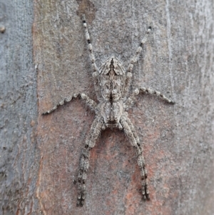 Pediana sp. (genus) at Cook, ACT - 20 Jan 2021 12:26 PM