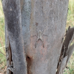 Pediana sp. (genus) at Cook, ACT - 20 Jan 2021 12:26 PM