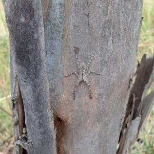 Pediana sp. (genus) at Cook, ACT - 20 Jan 2021