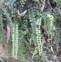 Asplenium flabellifolium (Necklace Fern) at Kangaloon - 21 Jan 2021 by plants