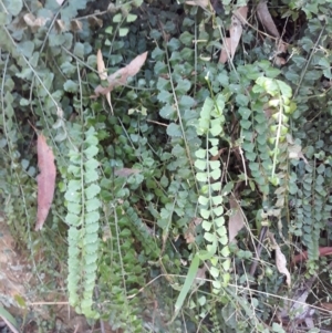 Asplenium flabellifolium at Kangaloon, NSW - 21 Jan 2021