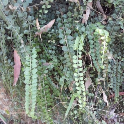 Asplenium flabellifolium (Necklace Fern) at Kangaloon - 21 Jan 2021 by plants