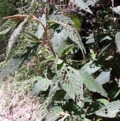 Pomaderris aspera (Hazel Pomaderris) at Kangaloon - 21 Jan 2021 by plants