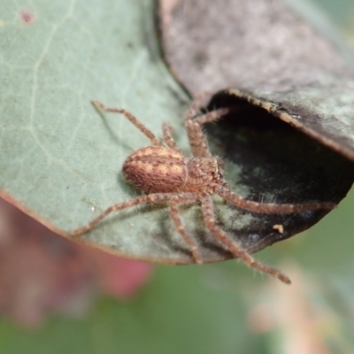 Isopeda or Isopedella sp. (genus) (Huntsman) at Aranda Bushland - 7 Jan 2021 by CathB