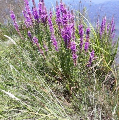 Lythrum salicaria (Purple Loosestrife) at Burradoo, NSW - 21 Jan 2021 by plants