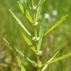 Lycopus australis (Native Gipsywort, Australian Gipsywort) at Wingecarribee Local Government Area - 21 Jan 2021 by plants