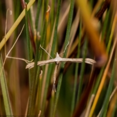 Stenoptilia zophodactylus (Dowdy Plume Moth) at Aranda Bushland - 20 Jan 2021 by Roger