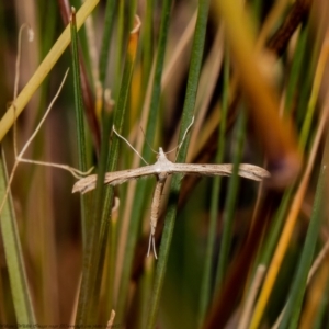 Stenoptilia zophodactylus at Holt, ACT - 21 Jan 2021