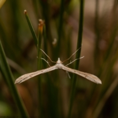 Stenoptilia zophodactylus at Holt, ACT - 21 Jan 2021