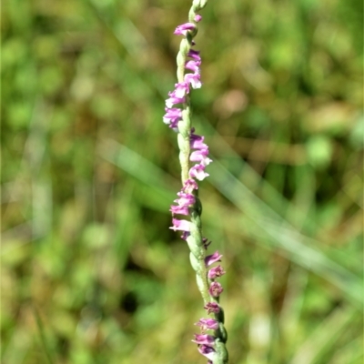 Spiranthes australis (Austral Ladies Tresses) at Moss Vale, NSW - 21 Jan 2021 by plants