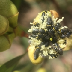 Hylaeus sp. (genus) (A masked bee) at ANBG - 21 Jan 2021 by PeterA