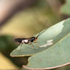 Callibracon sp. (genus) (A White Flank Black Braconid Wasp) at Holt, ACT - 21 Jan 2021 by Roger