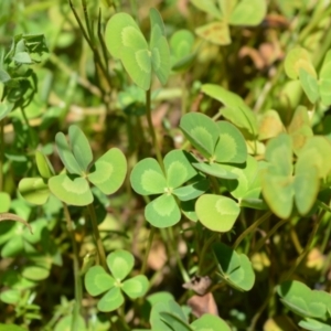 Marsilea mutica at Moss Vale, NSW - suppressed