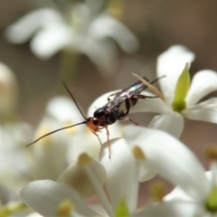 Braconidae (family) (Unidentified braconid wasp) at Mount Painter - 20 Jan 2021 by CathB