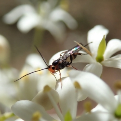 Braconidae (family) (Unidentified braconid wasp) at Cook, ACT - 20 Jan 2021 by CathB