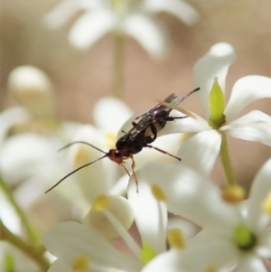 Braconidae (family) at Cook, ACT - 20 Jan 2021