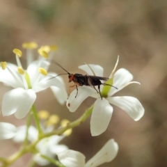 Braconidae (family) at Cook, ACT - 20 Jan 2021