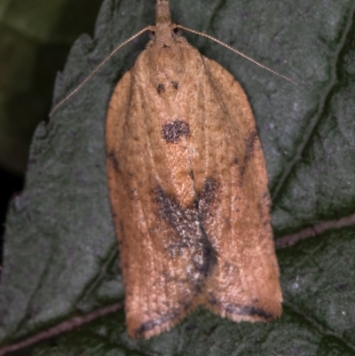 Epiphyas postvittana (Light Brown Apple Moth) at Melba, ACT - 31 Dec 2020 by Bron