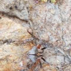 Dolophones sp. (genus) (Wrap-around spider) at Sherwood Forest - 21 Jan 2021 by tpreston