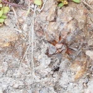 Dolophones sp. (genus) at Coree, ACT - 21 Jan 2021