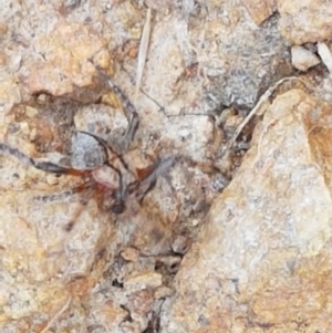 Dolophones sp. (genus) at Coree, ACT - 21 Jan 2021