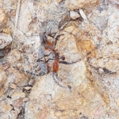 Dolophones sp. (genus) at Coree, ACT - 21 Jan 2021