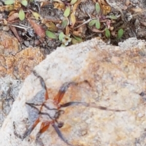 Dolophones sp. (genus) at Coree, ACT - 21 Jan 2021