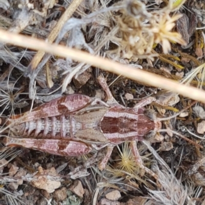 Brachyexarna lobipennis (Stripewinged meadow grasshopper) at Sherwood Forest - 21 Jan 2021 by tpreston